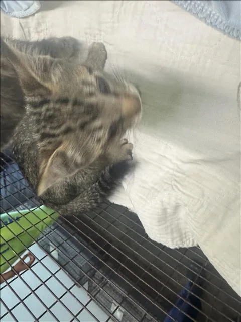 A baby medium-sized female Domestic Short Hair cat named A for adoption in Los Angeles, CA