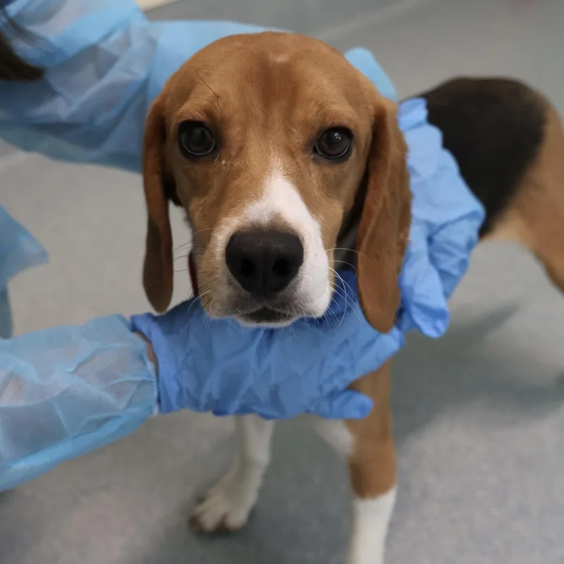 An adult small-sized female Brown / Chocolate Beagle dog named Scrabble for adoption in Briarcliff Manor, NY