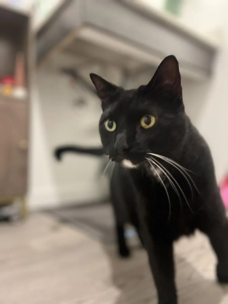 Tuxedo