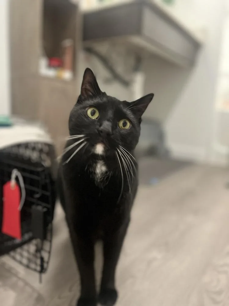 Tuxedo thumbnail 2