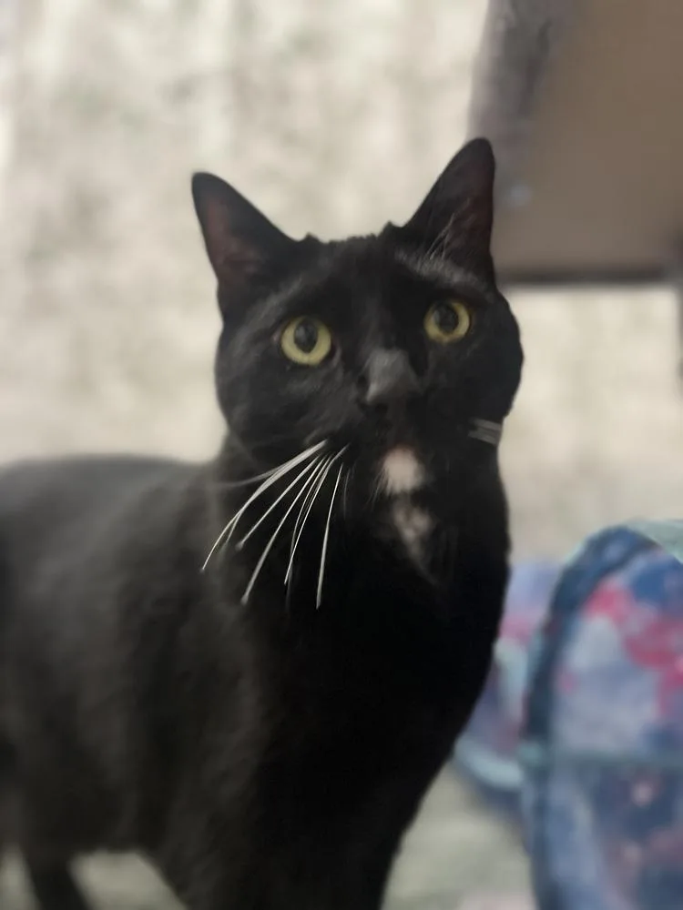 Tuxedo thumbnail 3
