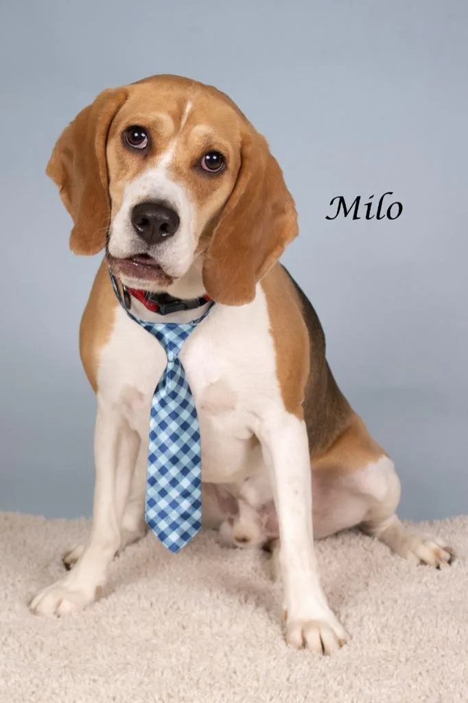 Milo