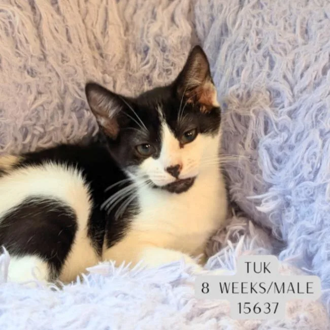 A young medium-sized male White Domestic Short Hair cat named Tuk for adoption in Supply, NC