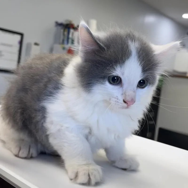 A baby small-sized female White Domestic Long Hair cat named One for adoption in Morganfield, KY