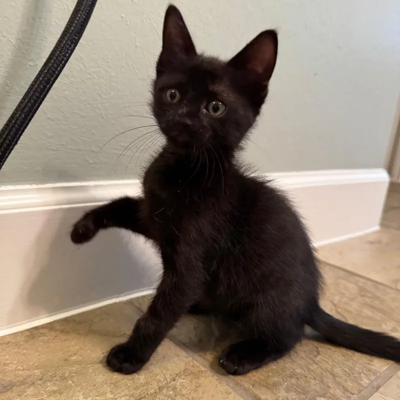 Biscuit