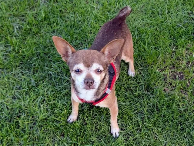 A senior small-sized male Brown / Chocolate Chihuahua dog named Lucky for adoption in San Clemente, CA
