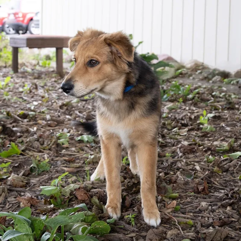 A young medium-sized male Collie dog named Hack for adoption in McKean, PA