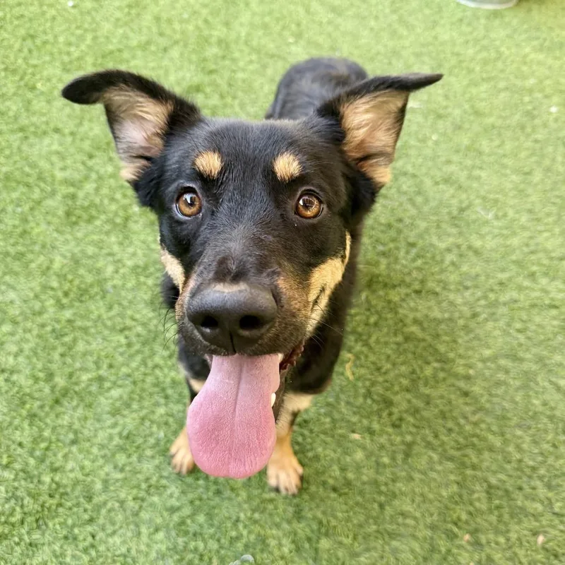 A young medium-sized female Shepherd dog named Hashbrown for adoption in Agoura Hills, CA