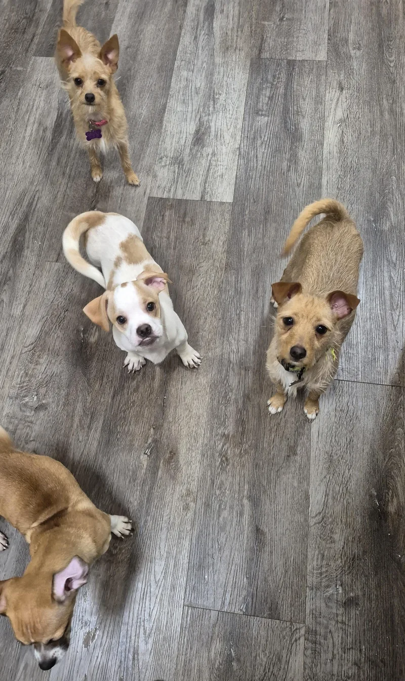 A young small-sized female White / Cream Dachshund dog named Mandy Moore Daschund! And for adoption in Manhattan Beach, CA