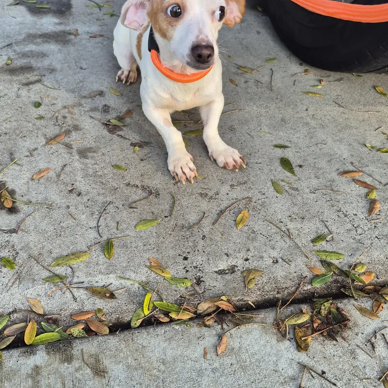 Mandy Moore Daschund! And thumbnail 2