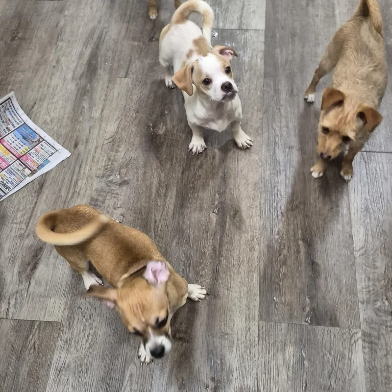 Mandy Moore Daschund! And thumbnail 3