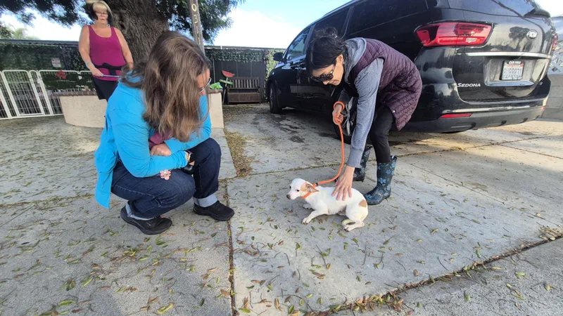 Mandy Moore Daschund! And thumbnail 5