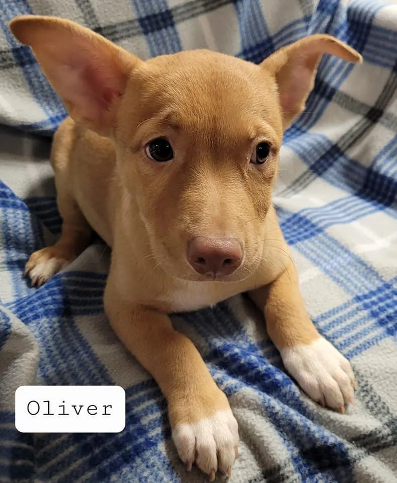 Oliver