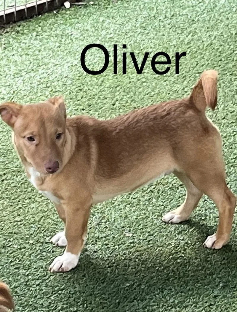 Oliver thumbnail 2