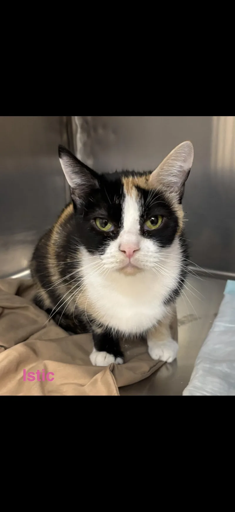 An adult medium-sized female Calico cat named Istic for adoption in Las Vegas, NV