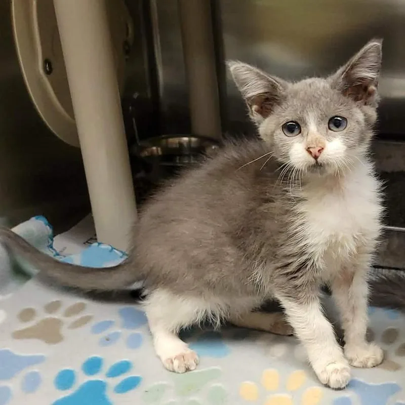 A baby small-sized female Gray / Blue / Silver Domestic Short Hair cat named Auryn for adoption in Columbia, MO