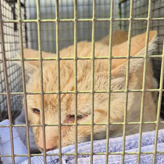 An adult medium-sized male Domestic Medium Hair cat named Jackjack for adoption in San Antonio, TX