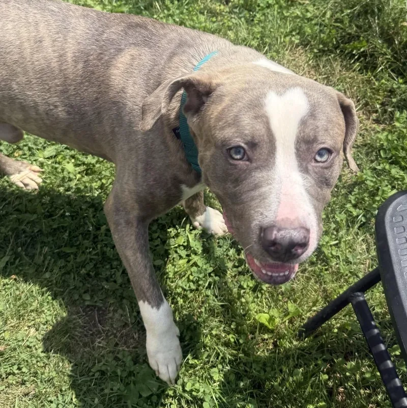 A young medium-sized male Gray / Blue / Silver Mixed Breed dog named Harrison for adoption in Youngstown, OH