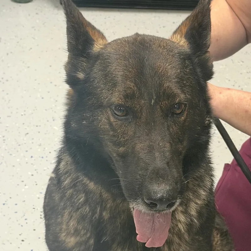 A senior large-sized female Black Shepherd dog named Greta for adoption in Washington, DC