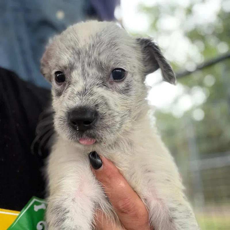 A baby small-sized male White / Cream Mixed Breed dog named Onix for adoption in Lake Jackson, TX