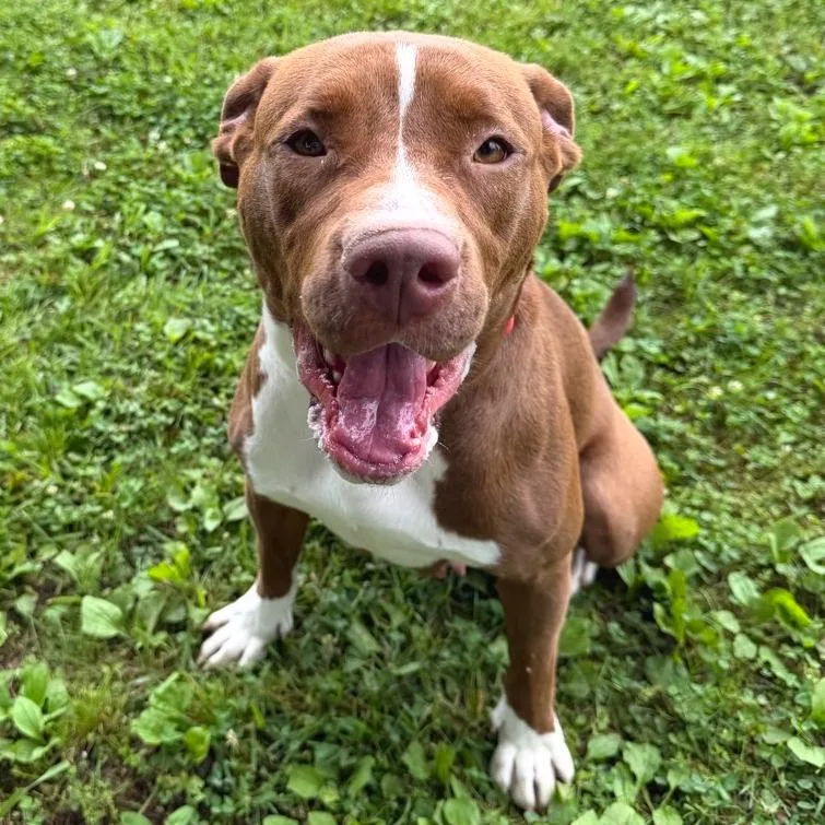 An adult large-sized female Brown / Chocolate Mixed Breed dog named Candy for adoption in Chattanooga, TN