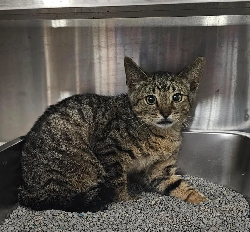 A baby medium-sized male Domestic Short Hair cat named Rivet for adoption in Greensburg, IN