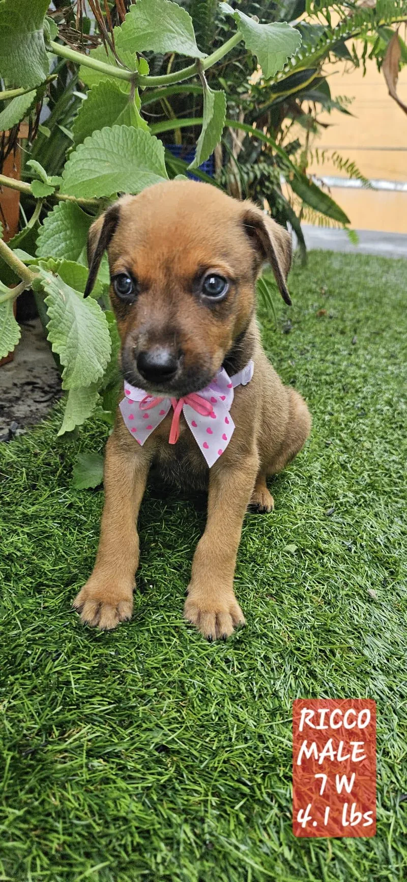 Ricco "the Hug & thumbnail 2