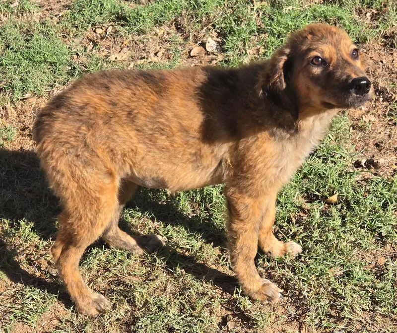 A young medium-sized female Wirehaired Terrier dog named Cinnamon for adoption in Milwaukee, WI
