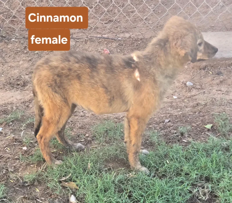 Cinnamon thumbnail 3