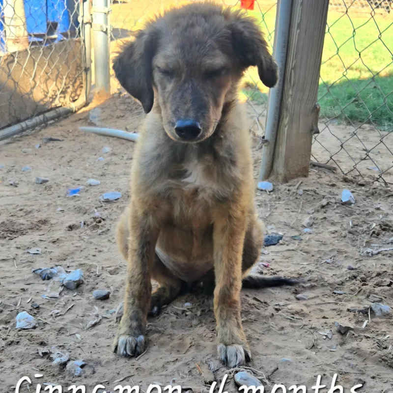 Cinnamon thumbnail 5