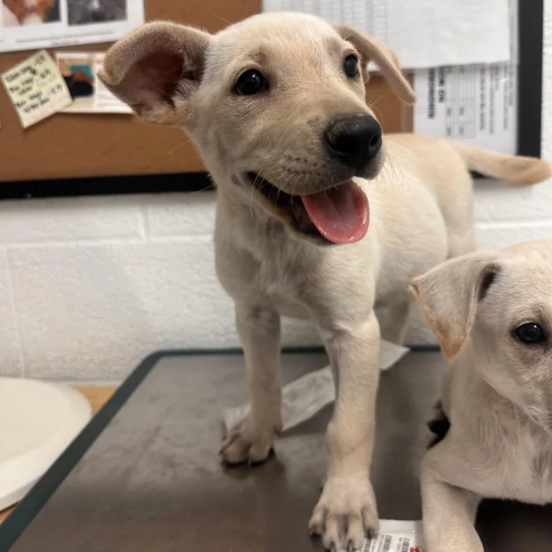 A baby small-sized female Yellow / Tan / Blond / Fawn Shepherd dog named Fava for adoption in Edinburg, TX