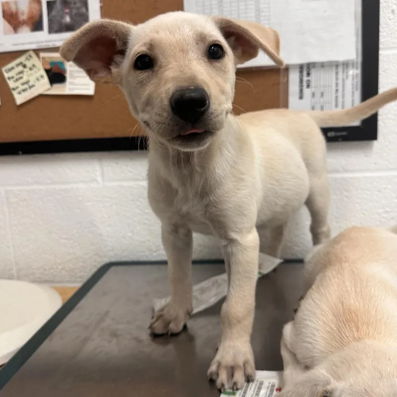 Fava thumbnail 2
