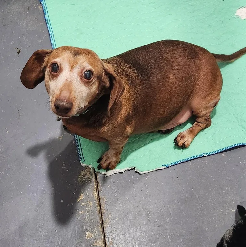 A senior small-sized male Dachshund dog named Peanut for adoption in Walnutport, PA