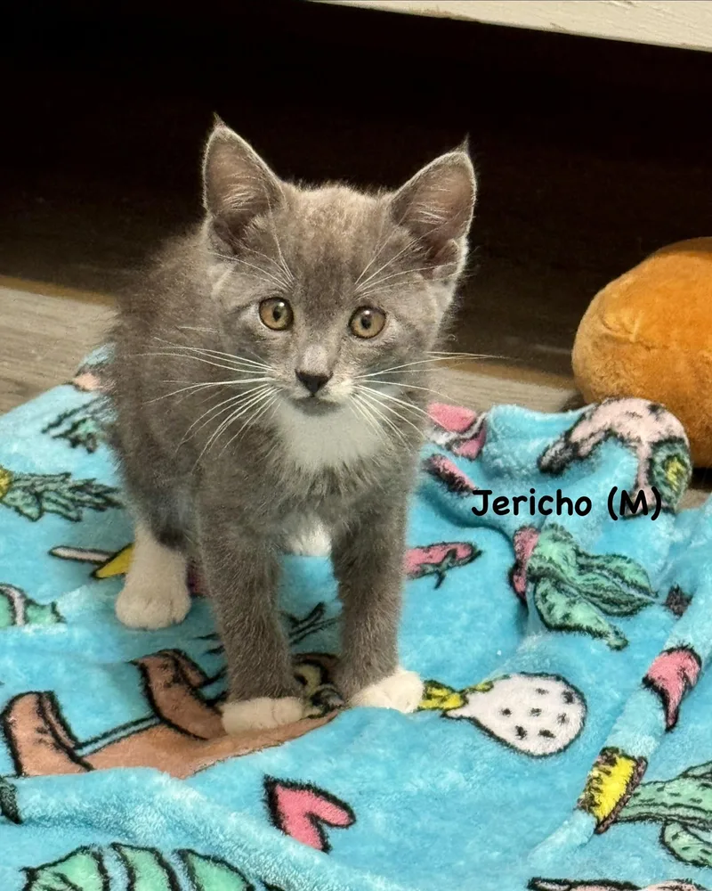 A baby small-sized male Domestic Short Hair cat named Jericho for adoption in Dixon, CA