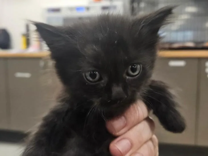 A baby small-sized female Domestic Short Hair cat named Europa for adoption in Van Nuys, CA