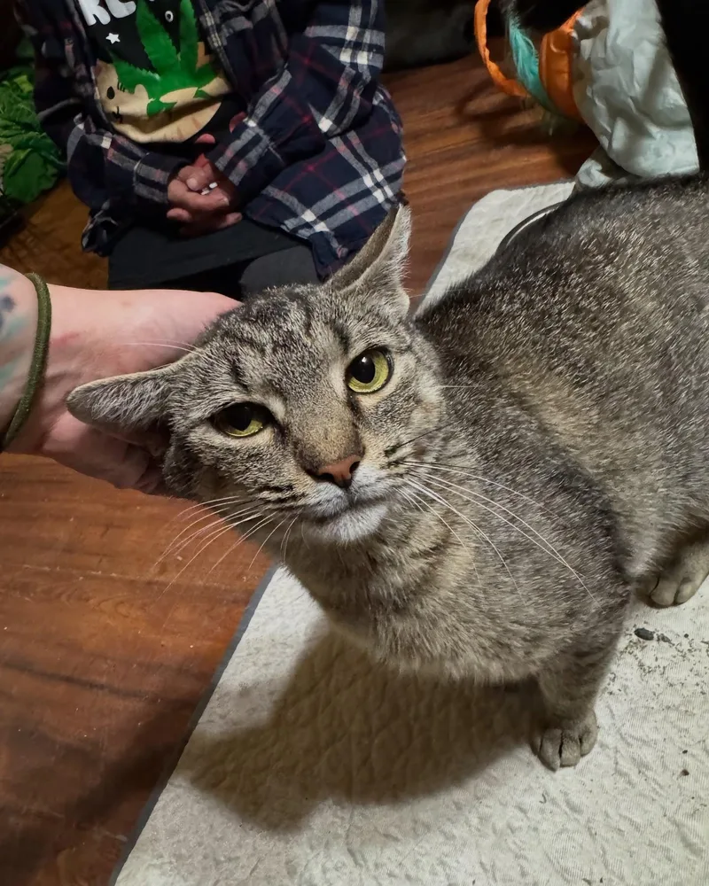 Cindy Lou thumbnail 2