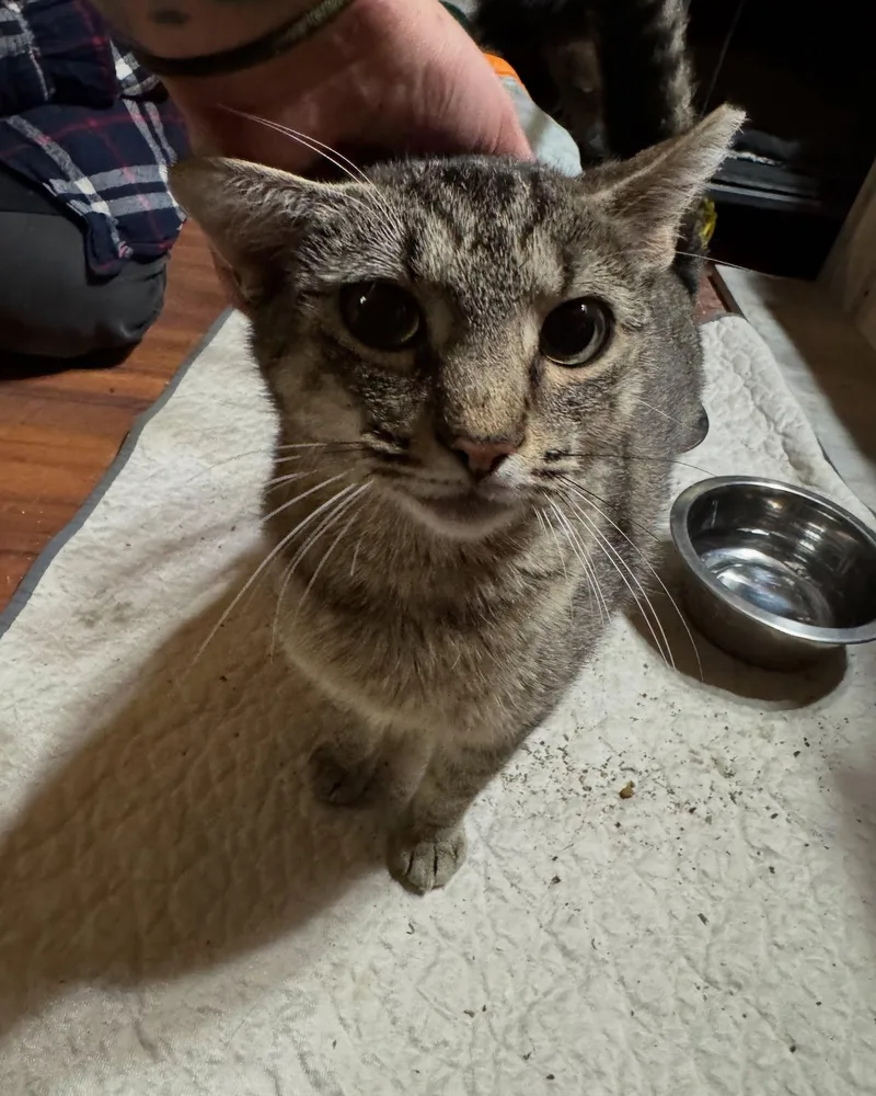 Cindy Lou thumbnail 3