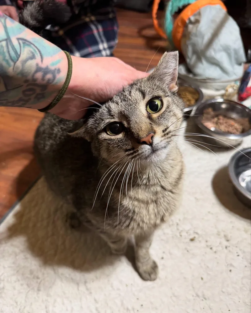 Cindy Lou thumbnail 5