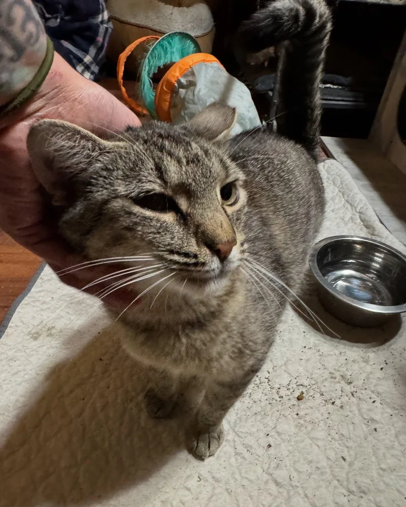 Cindy Lou thumbnail 6