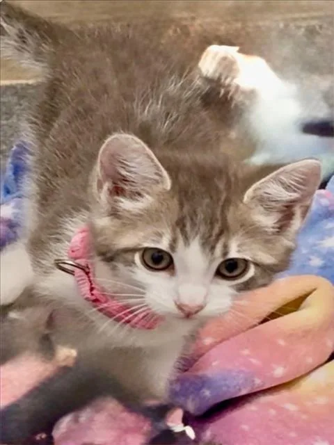 A baby small-sized female Gray / Blue / Silver Domestic Short Hair cat named Sally for adoption in Woodland, CA