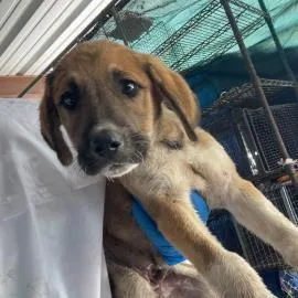 A baby medium-sized female Mixed Breed dog named Tamale for adoption in West Chester, PA
