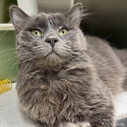 A young medium-sized male Gray / Blue / Silver Domestic Medium Hair cat named Nimbus for adoption in Tinley Park, IL