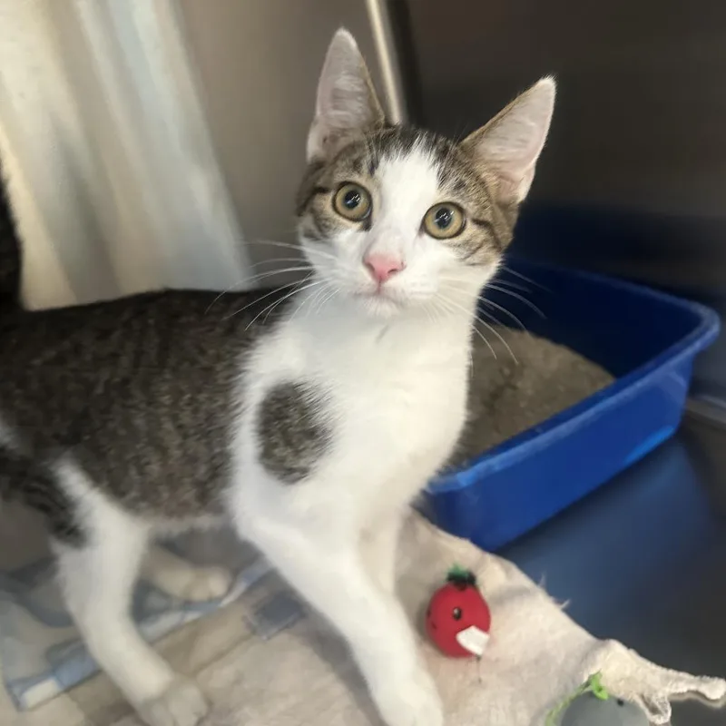 A young small-sized male Brown / Chocolate Domestic Short Hair cat named Galahad for adoption in Columbia Station, OH