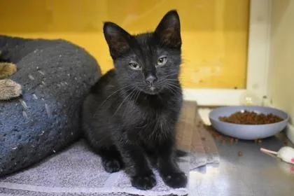 A young medium-sized male Domestic Short Hair cat named Headlock for adoption in Kansas City, MO