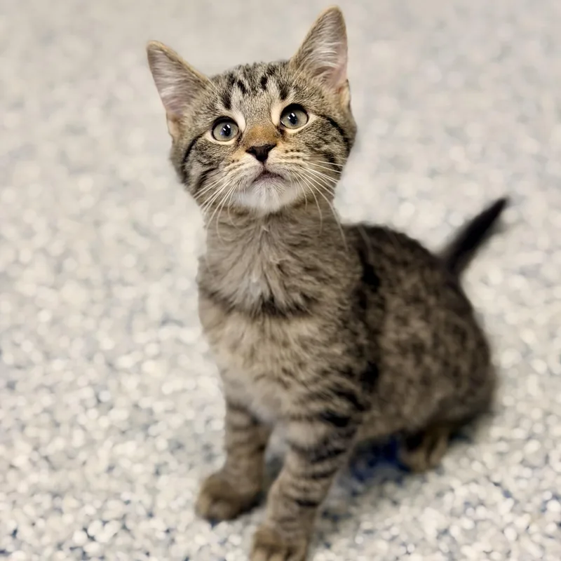 A baby medium-sized male Tabby (Brown / Chocolate) Domestic Short Hair cat named Sheldon for adoption in Manahawkin, NJ