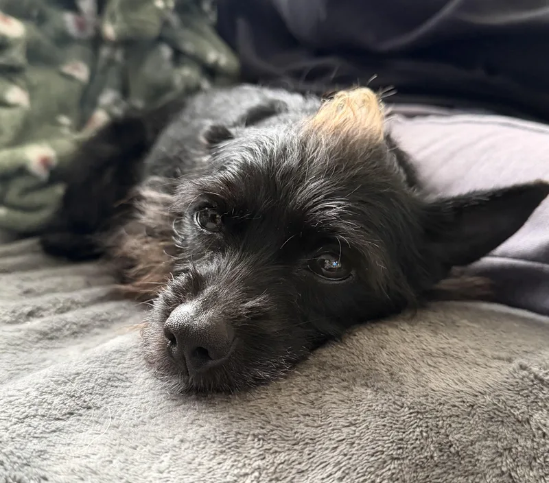 An adult small-sized female Yorkshire Terrier dog named Cali for adoption in Lakeport, CA
