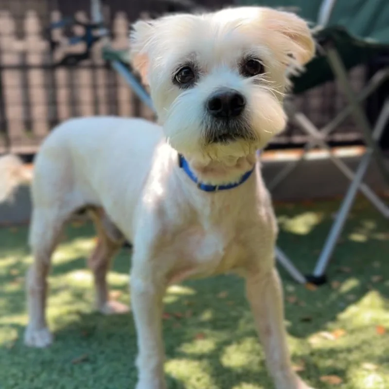 A senior small-sized male White / Cream Cairn Terrier dog named Phil A for adoption in Middletown, NY
