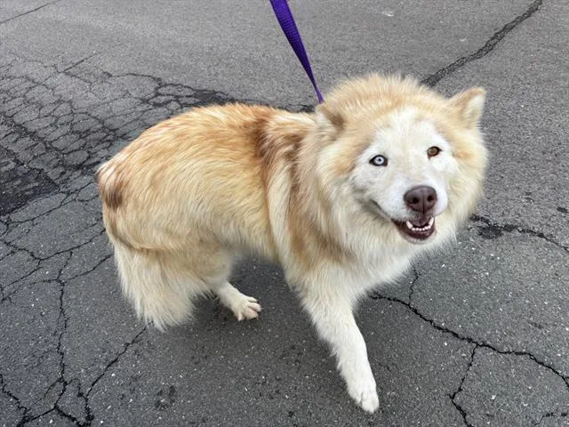 Nala