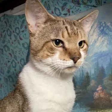 Mackiethe Lap Cat! thumbnail 2