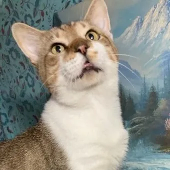 Mackiethe Lap Cat! thumbnail 3